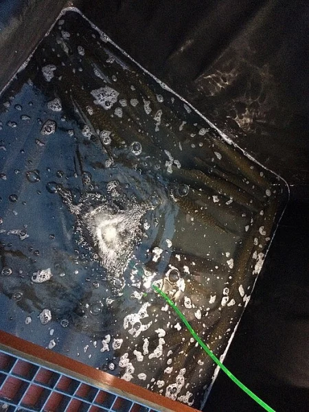 Prodám tržní štiku