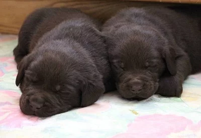 Čokoládový pejsek Labradora