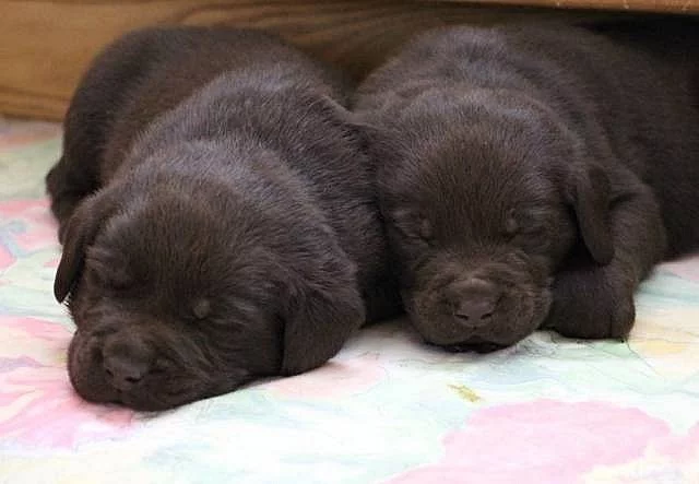 Čokoládový pejsek Labradora