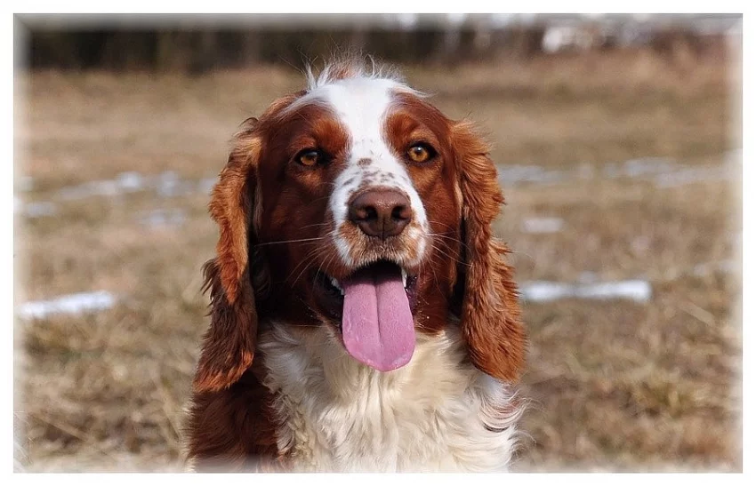 Štěňata welššpringršpaněla