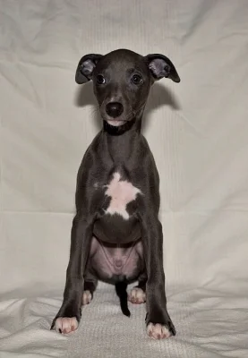 Whippet/vipet s PP