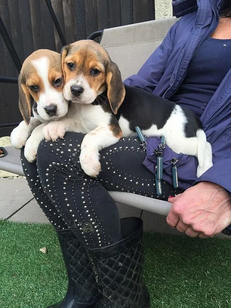 Dvě štěňata Beagle štěňata potřebuje novou rodinu