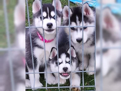 Krásné čistokrevná Sibiřský husky štěňata