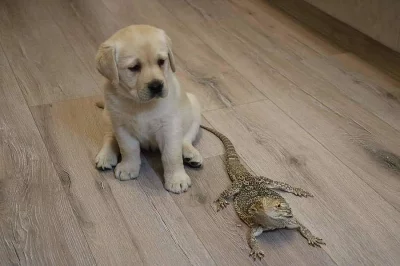 Labrador retriever