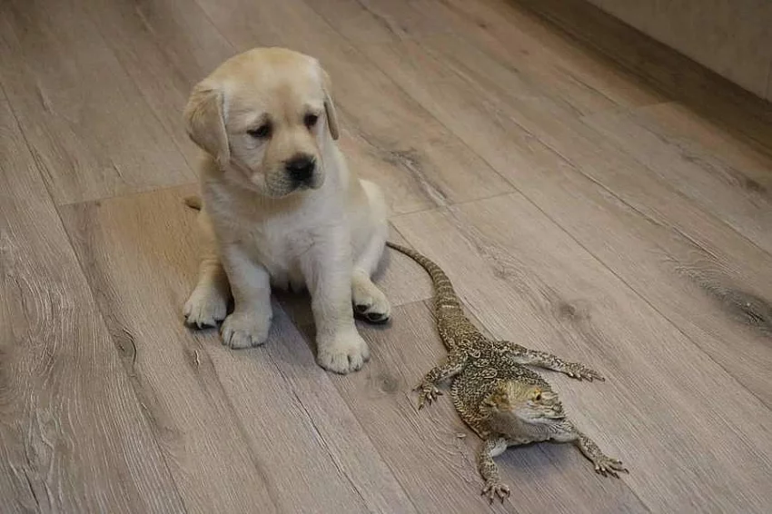 Labrador retriever