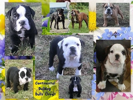 Kontinentální buldok-Continental bulldog s PP FCI !