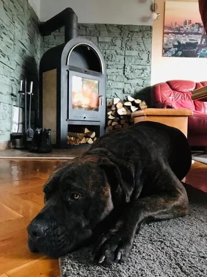 Daruji psa - americký bandog