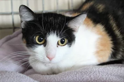 BELLA - kočička, která touží po domově