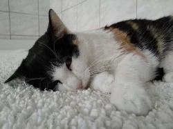 BELLA - kočička, která touží po domově