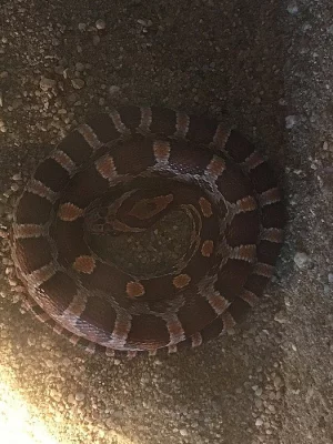 Daruji užovku červenou