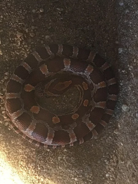 Daruji užovku červenou