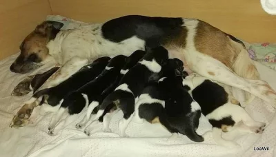 Český strakatý pes CHS LeaWil