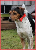 Český strakatý pes CHS LeaWil