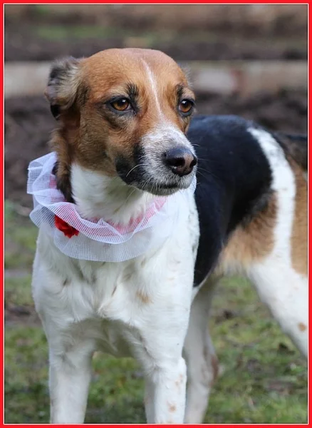 Český strakatý pes CHS LeaWil