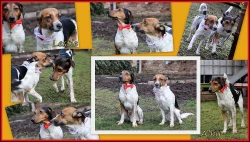 Český strakatý pes CHS LeaWil