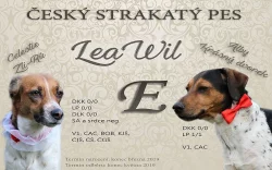 Český strakatý pes CHS LeaWil