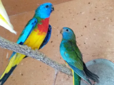 Neoféma modrohlavá přírodní