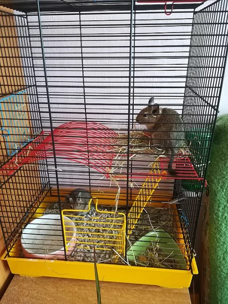 Daruji Osmačky Degu