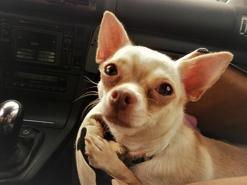 Hledáme čivaváka ke krytí, PŘIPLATÍME SI !!!!!!!!!