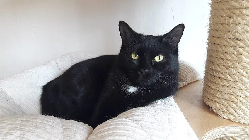 DOMOV HLEDÁ BEDŘIŠKA