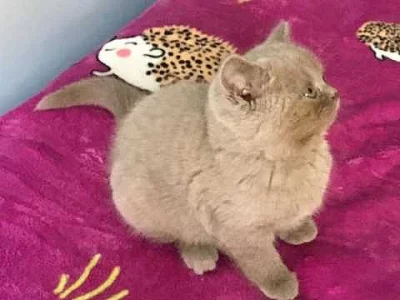 Britská koťata jsou nyní k dispozici