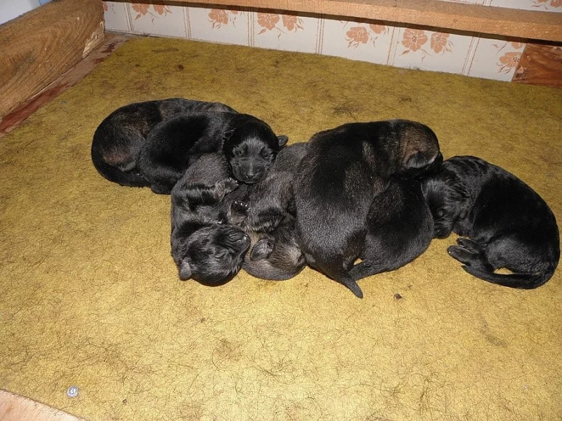 Německý ovčák-štěňata