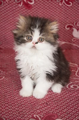 Perská koťátka
