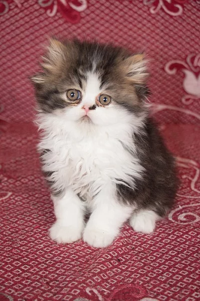 Perská koťátka