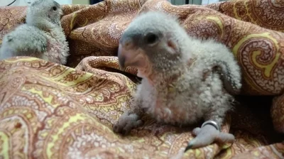 Papoušek senegalský východní