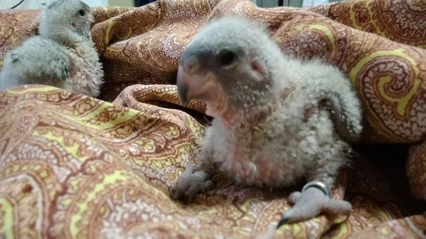 Papoušek senegalský východní