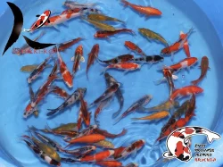 Nabízím OKRASNÉ RYBY a JESETERY