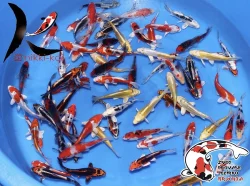 Nabízím OKRASNÉ RYBY a JESETERY