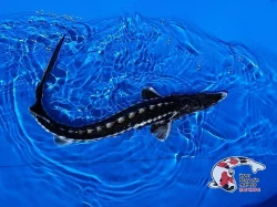 Nabízím OKRASNÉ RYBY a JESETERY