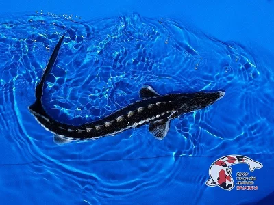 Nabízím OKRASNÉ RYBY a JESETERY