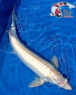 Nabízím OKRASNÉ RYBY a JESETERY