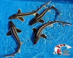 Nabízím OKRASNÉ RYBY a JESETERY