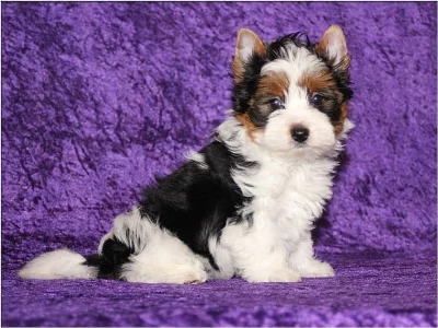 Jorkšírský teriér biewer