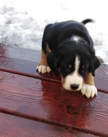 Štěňátka Appenzellský salašnický pes s PP