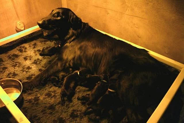 Flat Coated Retriever - štěňata s PP