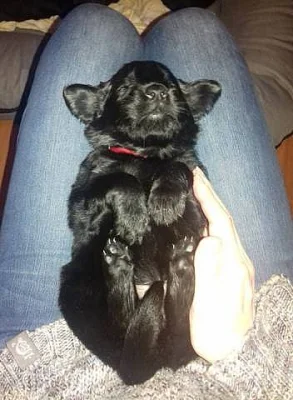Flat Coated Retriever - štěňata s PP