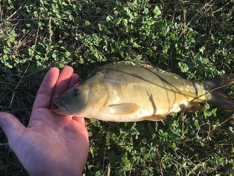 Prodám plůdek, násadu kapra a  amura