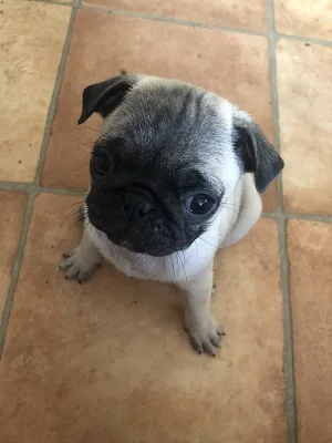 Mops