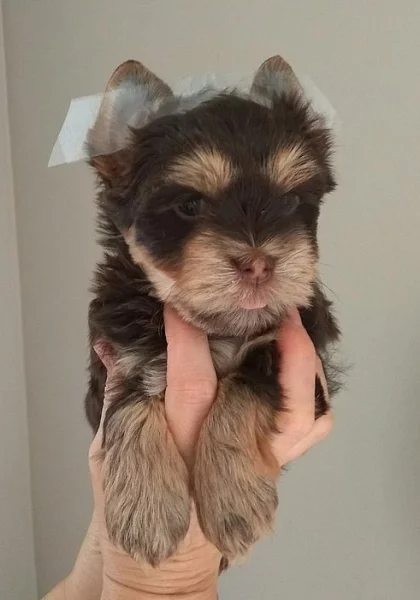 jorkšírský terier