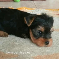 jorkšírský terier