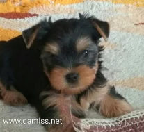 jorkšírský terier