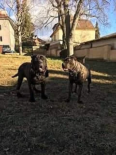 Bandog