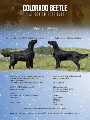 Flat coated retriever