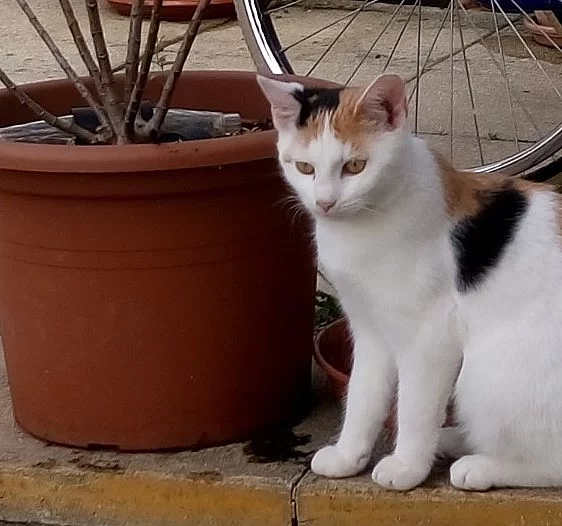 Hledáme domov pro kočičku jménem Líza