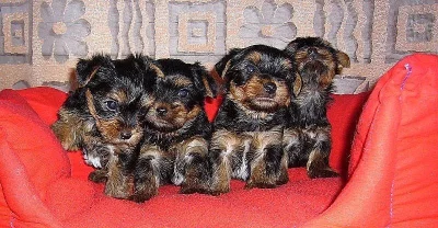 Jorkšírský terier s PP