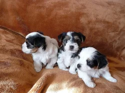 Jorkšírský terier s PP